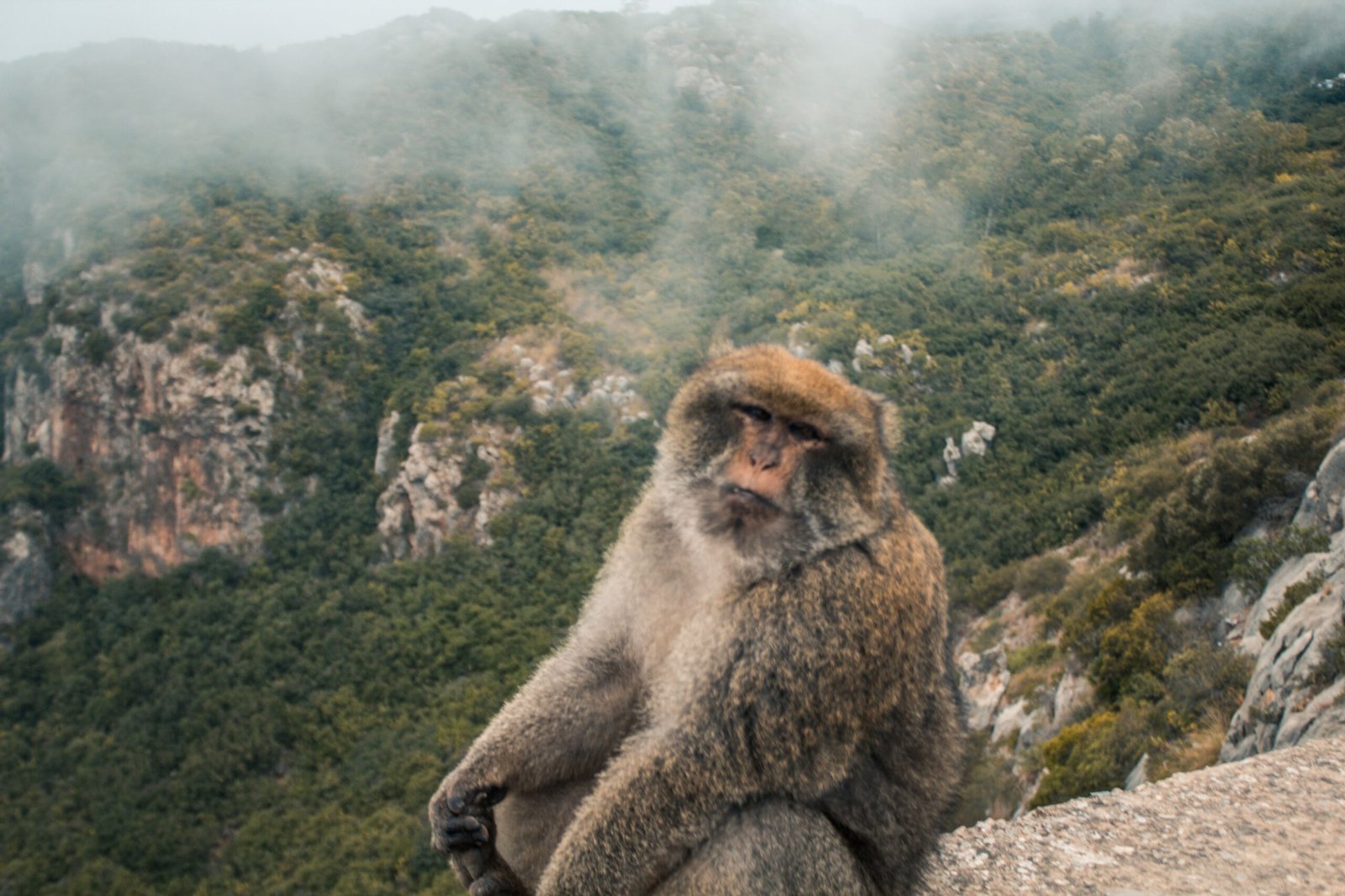 Béjaïa stellaire : Akfadou, Kherrata et Cap Carbon